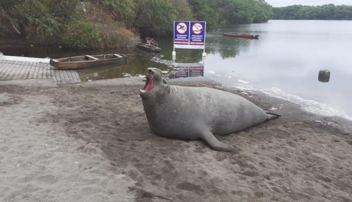 Es la primera vez que un elefante marino visita la orilla de Puerto Hondo.