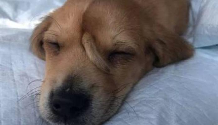 Los especialistas que lo atendieron llegaron a la conclusión de que no había necesidad de extirparle la cola extra al animalito, pues este no sentía ningún tipo de dolor.