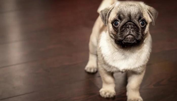 Te damos consejos avalados por una especialista para que cuides de la manera adecuada a tu cachorrito.