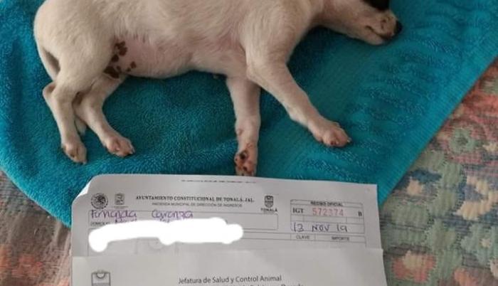 El cachorro tras las detonaciones comenzó a convulsionar lo que le provocó daños en su cerebro.