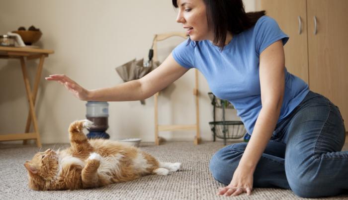 Referencial. La terapia del ronroneo gatuno se usa hace varios años en las empresas japonesas.