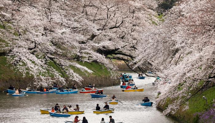 Tokio celebra el florecimiento de los cerezos
