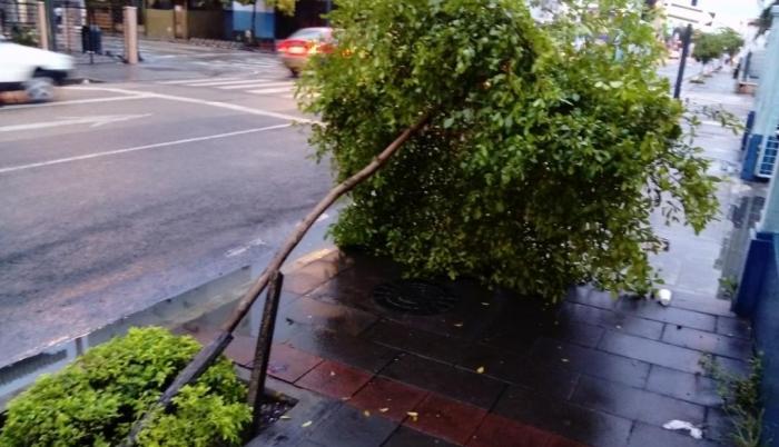 La lluvia deja árboles caídos en Guayaquil