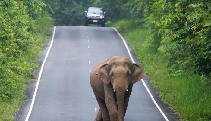 Elefante se echa encima de un carro con turistas