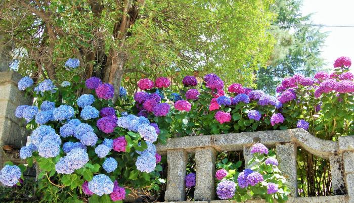 Como decorar su hogar con plantas