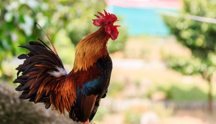 Referencial. Una sociedad protectora de animales rechazó el acto.