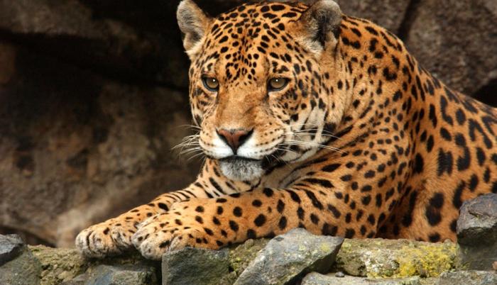 El equipamiento servirá para calcular el tamaño del hábitat de los especímenes marcados, que pueden ser tapires amazónicos, jaguares, puma, oso de anteojos, entre otros grandes mamíferos.