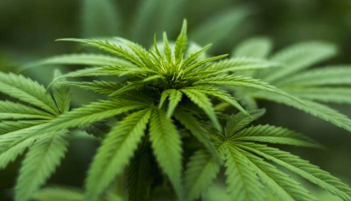 ExpoCannabis convoca a miles de argentinos curiosos sobre el uso terapéutico de la planta