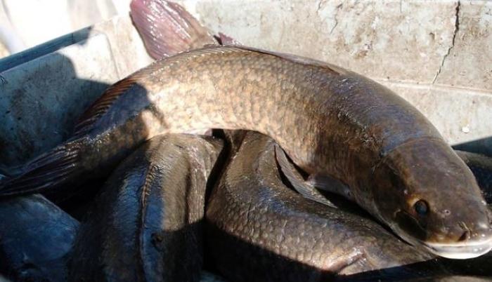 Piden matar a pez cabeza de serpiente por considerarlo invasivo y peligroso