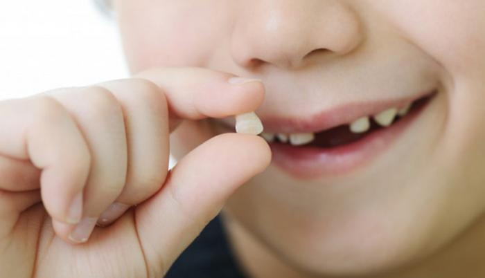 Los llamados dientes de leche contienen células madre, que pueden contribuir a regenerar diferentes partes del cuerpo.
