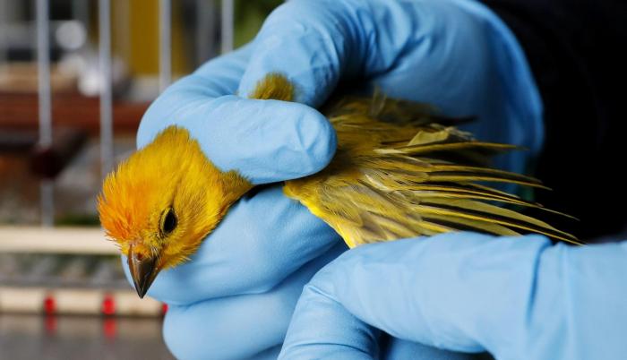 El comercio ilegal de animales, un creciente y cruel mercado negro en América