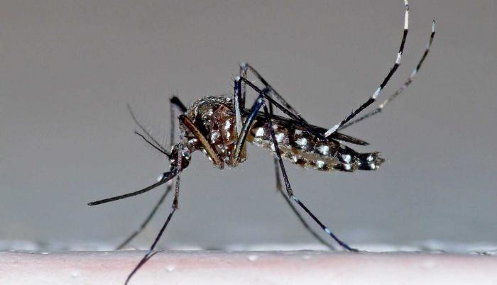 El Aedes aegypti, el mosquito de la fiebre amarilla, es un culícido que puede ser portador del virus del dengue.