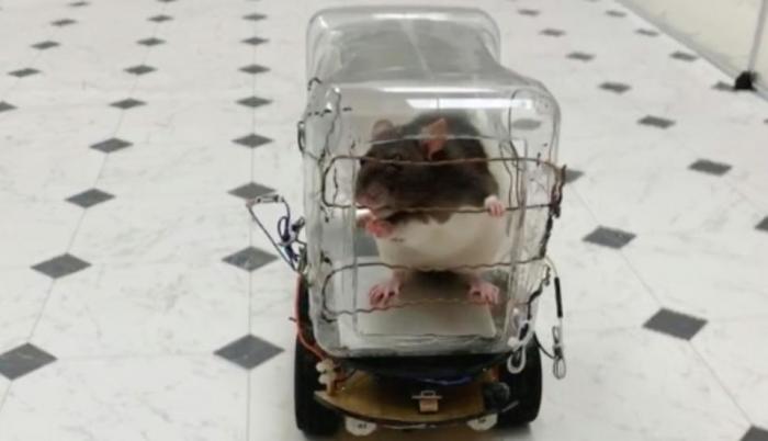 El estudio quiere explorar cómo se resuelve el estrés animal.