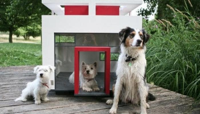 Solo las personas que tienen mucho dinero pueden obsequiar regalos exuberantes a sus mascotas. Te mostramos algunos.