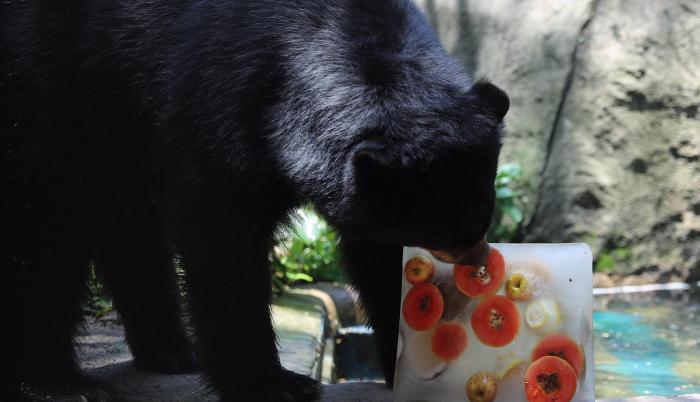 Un oso del Jardín Zoológico de Río de Janeiro, el más antiguo de Brasil, recibe bloques de hielo elaborados con sus alimentos habituales para combatir las elevadas temperaturas.
