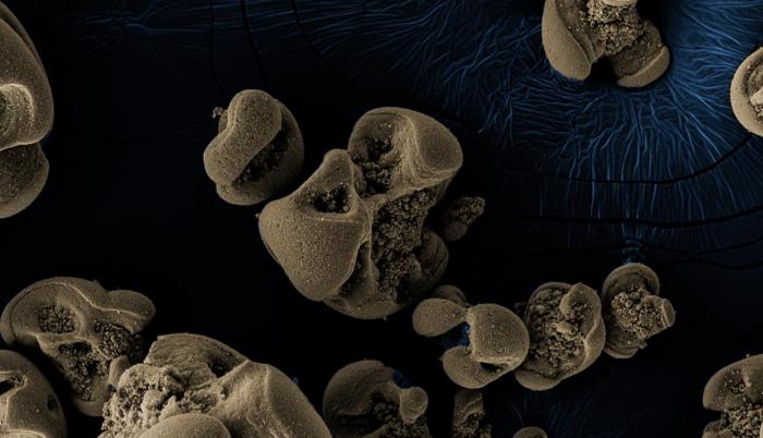 nodulos-manganeso-bacteria