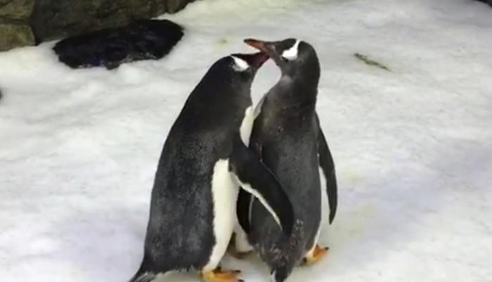 Pareja de pingüinos macho se convierte en padres en Australia