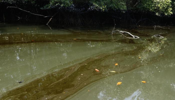 Panorama. Así aparecía el estero a una semana del derrame. El combustible seguirá afectando la zona mientras el manglar aparezca pintado de negro.