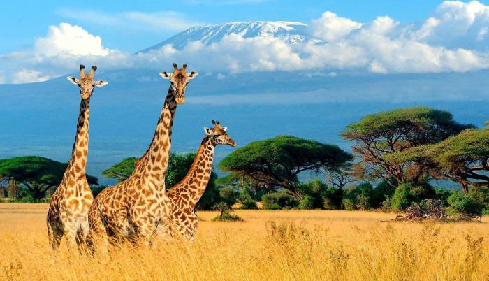 Safari en Sudáfrica.