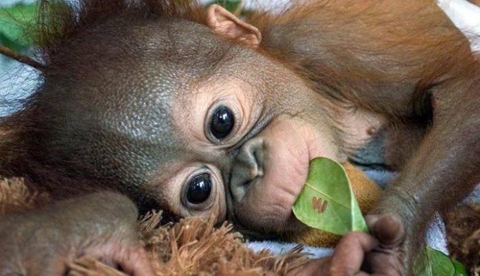 Una orangutana bebé fue presentada en zoológico de París