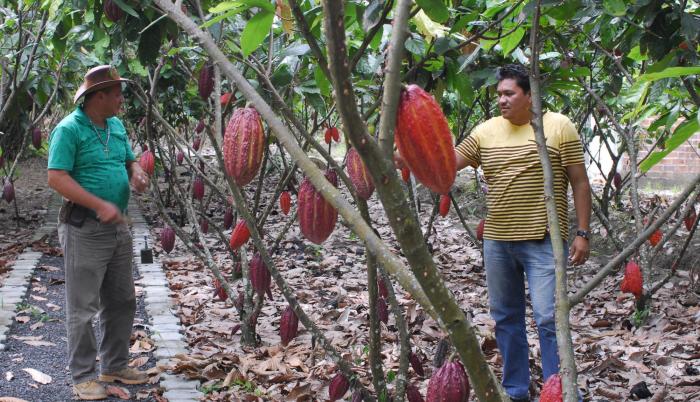 Importancia. Entre Holanda, Alemania, Bélgica compraron el 24,7 % del cacao que Ecuador exportó durante el 2017, esto es, unos $ 170 millones.