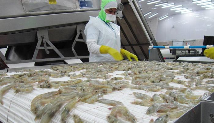 El camarón terminó el 2017 como el primer producto de exportación.