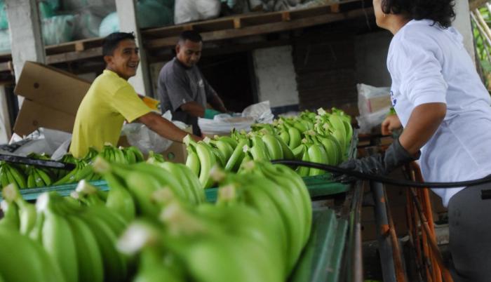 Imagen referencial. El banano es la gran decepción.