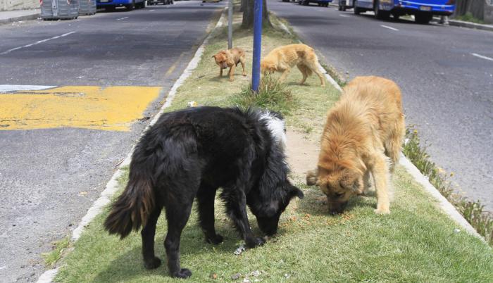 Usual. Las mordidas por peleas entre canes son las más usuales en las agresiones cometidas por perros.