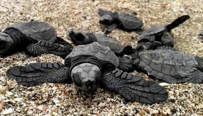 Referencial. Las tortugas marinas son especies protegidas a nivel mundial.