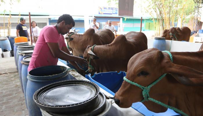 Preparativos. El ganado que va a participar en la feria empezó a llegar al recinto ubicado en Durán.