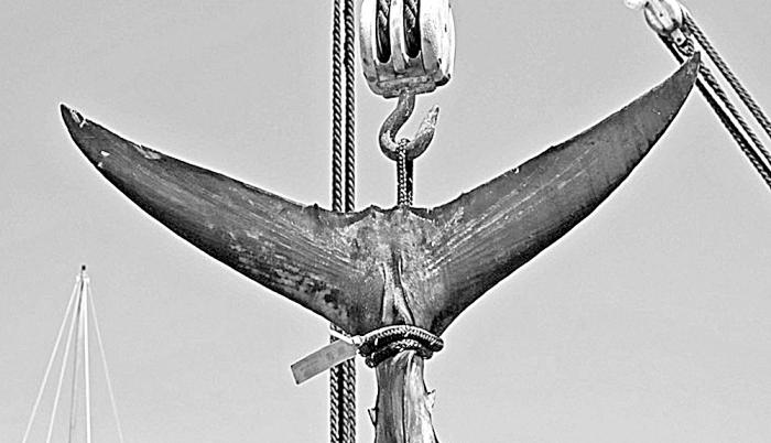 Transparencia en la pesca del atún