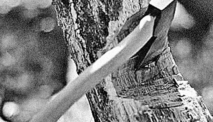 “Vemos árboles mutilados en la vía a la costa”