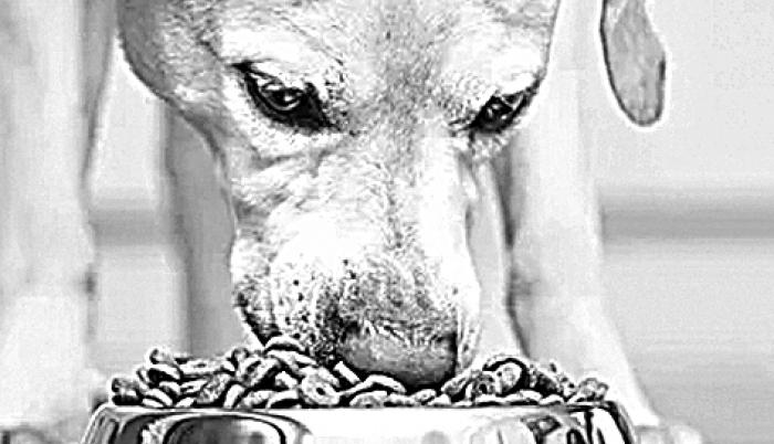 Asesino de perros: “Hay que enseñar a nuestras mascotas a no recibir de ajenos”