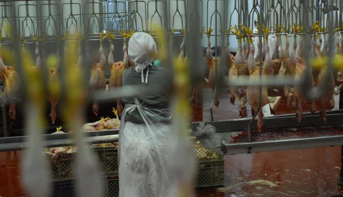 El sector avicultor, que provee la proteína más barata, es uno de los más dinámicos. Lo demuestran las aperturas de pequeños negocios de venta al consumidor final de aves y carnes, sobre todo en la periferia de los cantones Guayaquil y Durán.