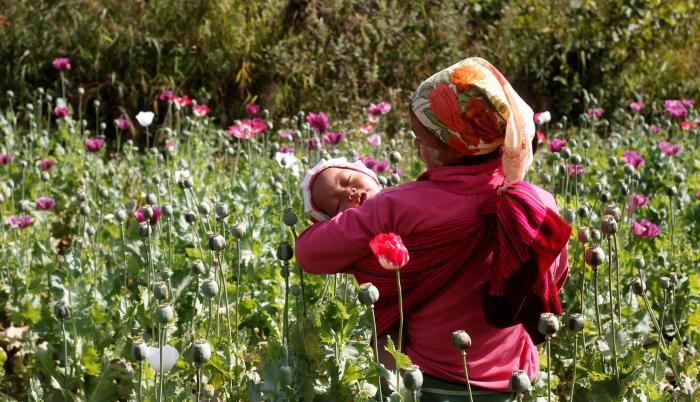 Zonas. En México la amapola se cultiva en el estado de Guerrero.