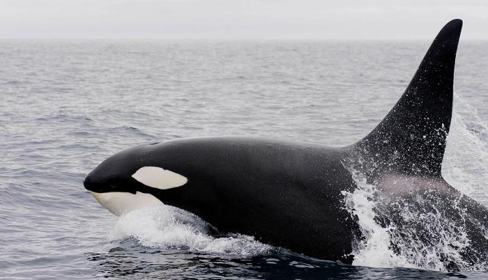 Una orca logra imitar el lenguaje humano