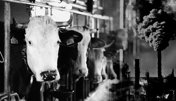 ¿Se debe prohibir la carne de vacuno?