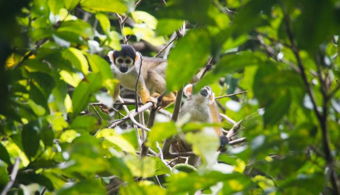 Biodiversidad. La Reserva Mamirauá tiene una gran densidad de especies animales, como el mono oloroso, y en su conservación participa la población local con apoyo estatal y de ONG.