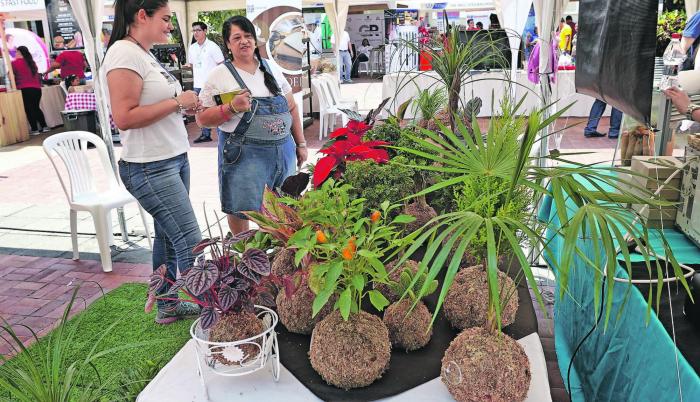 Kokedama. Es una técnica japonesa que permite tener plantas sin maceta, para ello las raíces descansan en una bola de musgo; el cual le permite recibir el agua y los nutrientes para vivir.