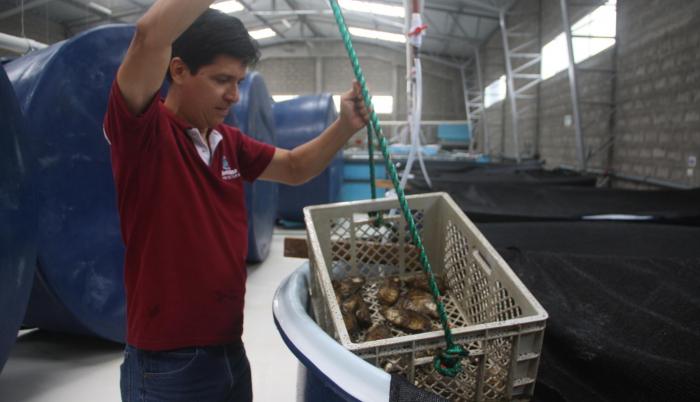 Inicios. La Prefectura señala que el proyecto es exitoso. Falta ver el desarrollo de las ostras en la etapa adulta.