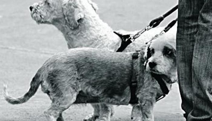 Jalón de oreja a dueños de mascotas insensatos