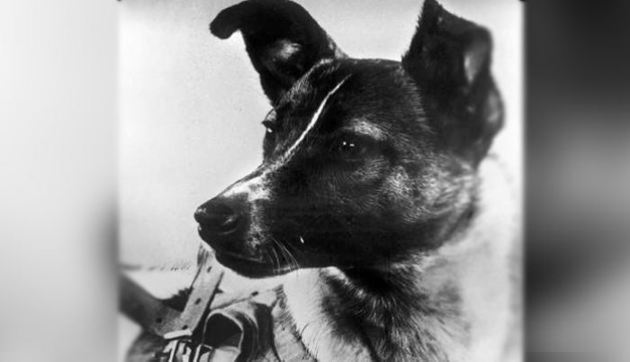 Laika fue puesta en órbita el 3 de noviembre de 1957. La perra sobrevivió apenas unas horas.