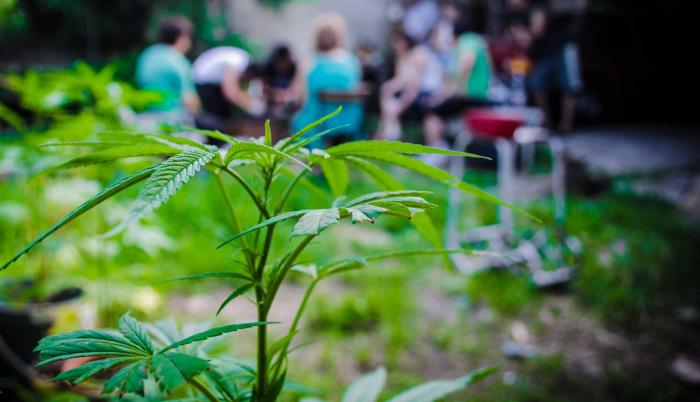 La marihuana es la más aceptada e su uso medicinal en otros países.