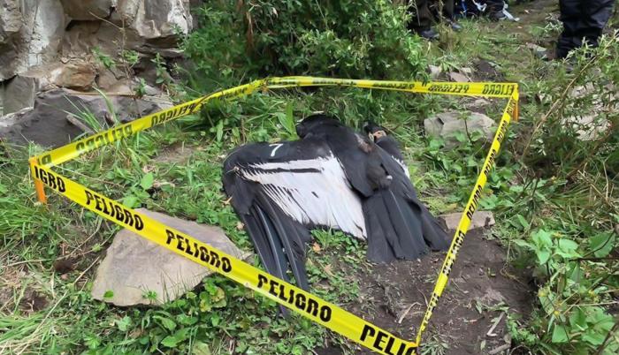 El cuerpo del cóndor fue encontrado en pasado 12 de diciembre.