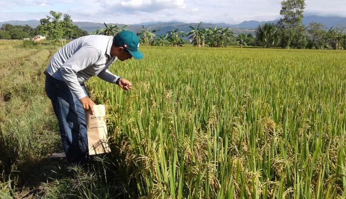 Arroz-Campos-Agro