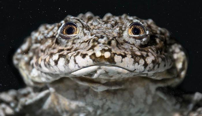 rana-gigante-titicaca