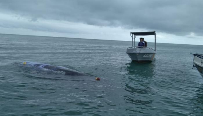 rescate-ballena-esmeraldas