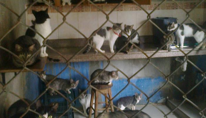 Gatos