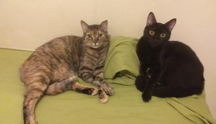 Gatos