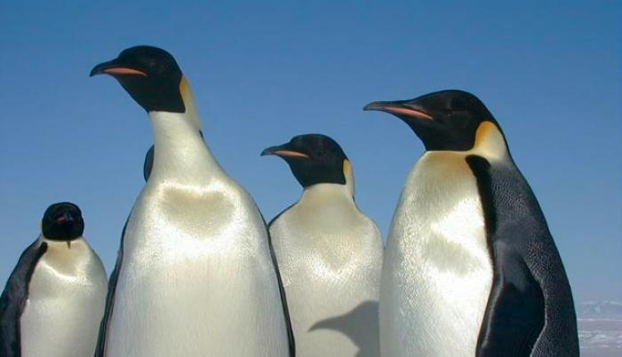 Emperor_penguins
